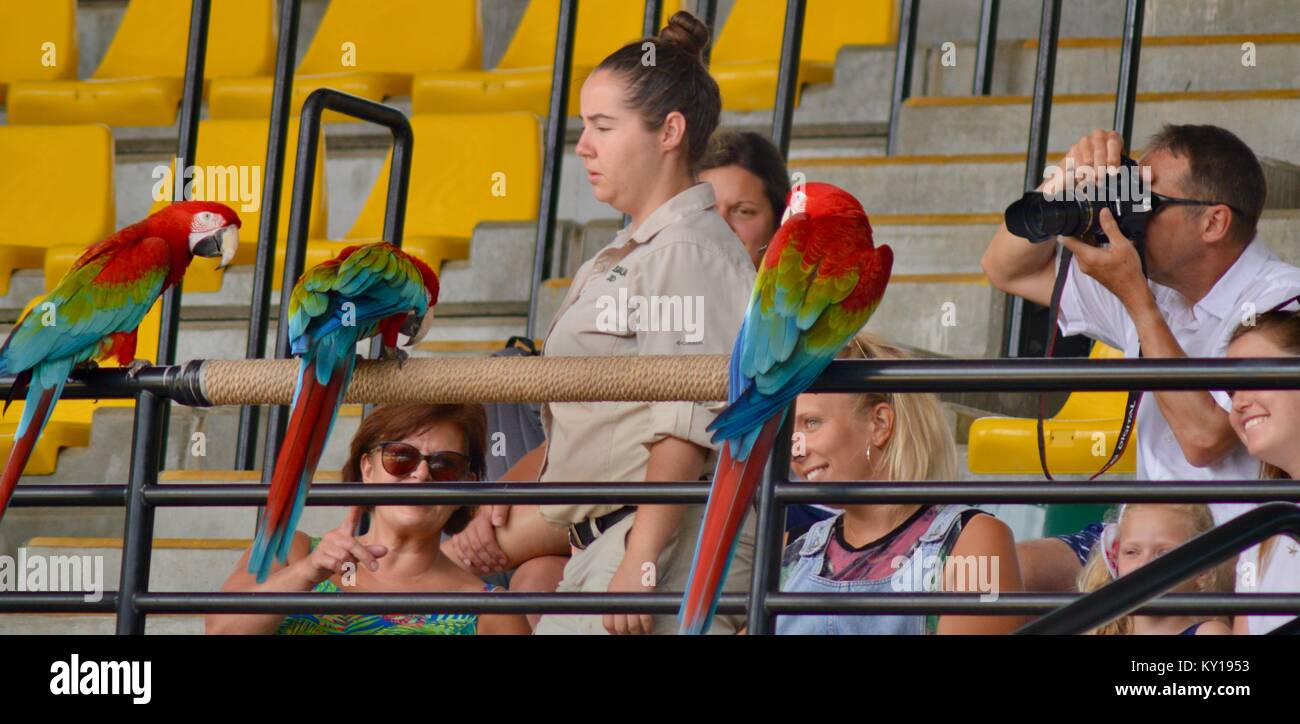 Scarlet macaws, Ara macao, photographié par les touristes, Zoo de l'Australie, Queensland, Australie, Beerwah Banque D'Images