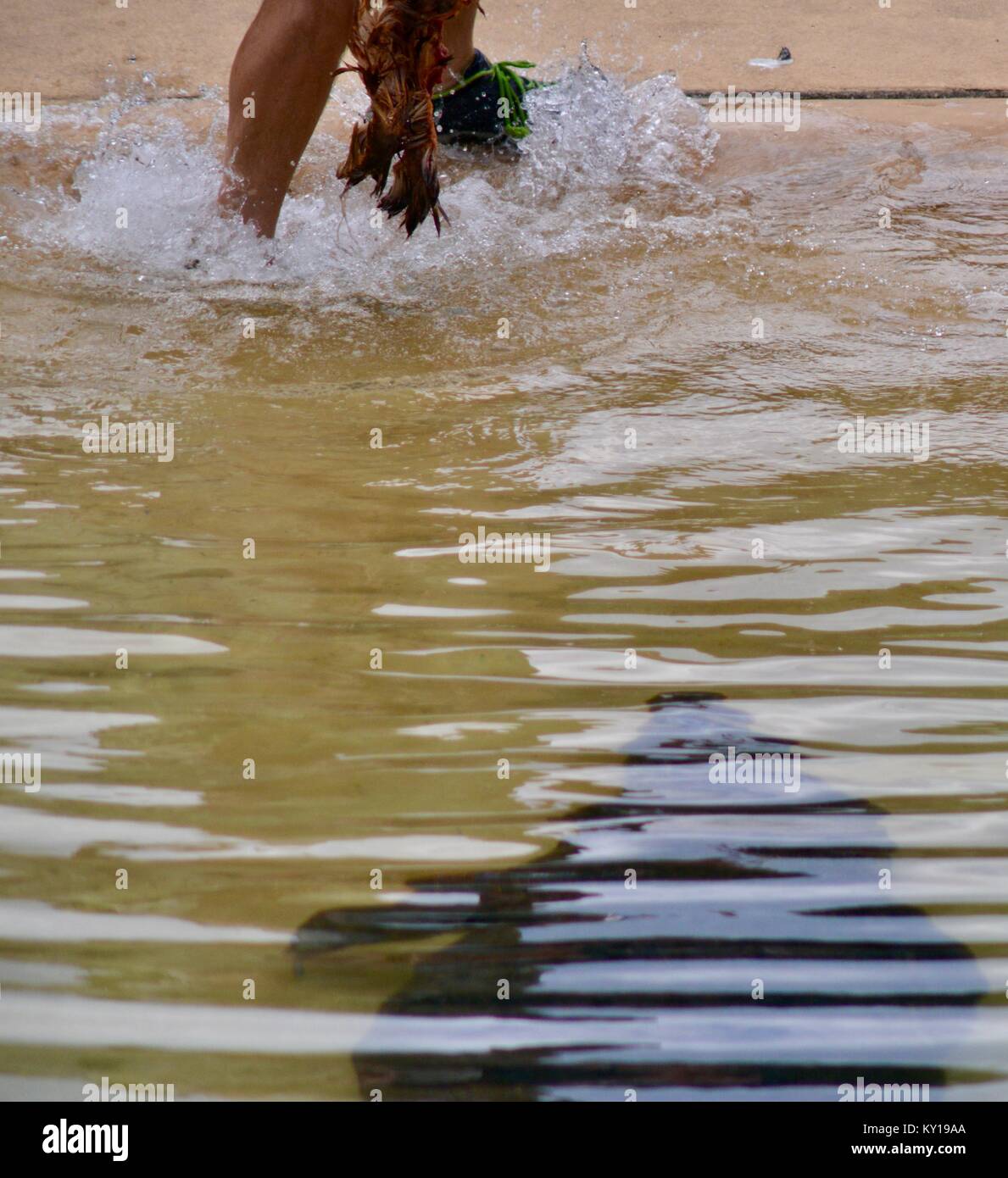 Grand saltwater crocodile, Crocodylus porosus, dans un spectacle au Zoo Australia, Australia Zoo, Beerwah, Queensland, Australie Banque D'Images