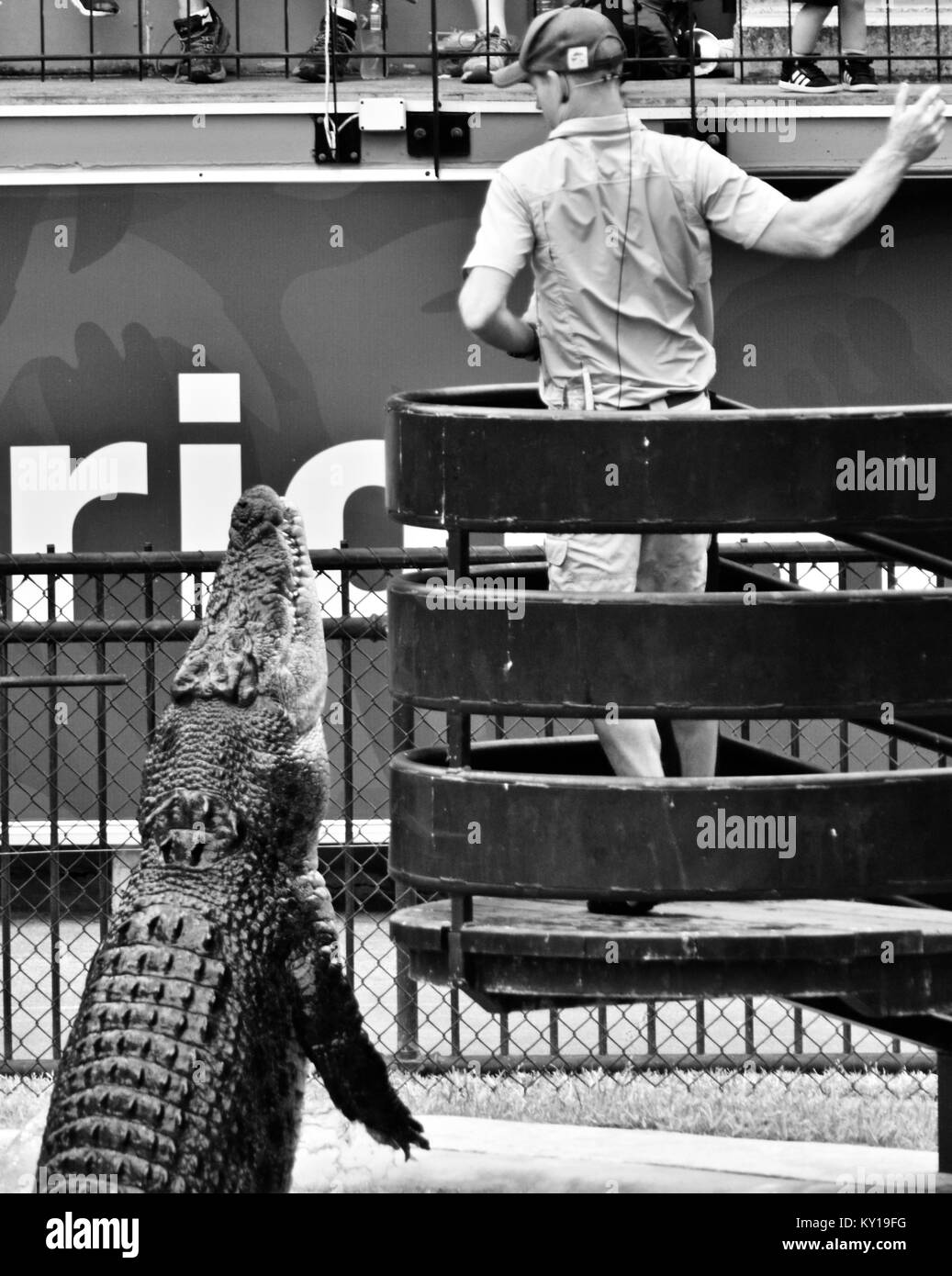 Grand saltwater crocodile jumping pour la viande, Crocodylus porosus, dans un spectacle au Zoo Australia, Australia Zoo, Beerwah, Queensland, Australie Banque D'Images