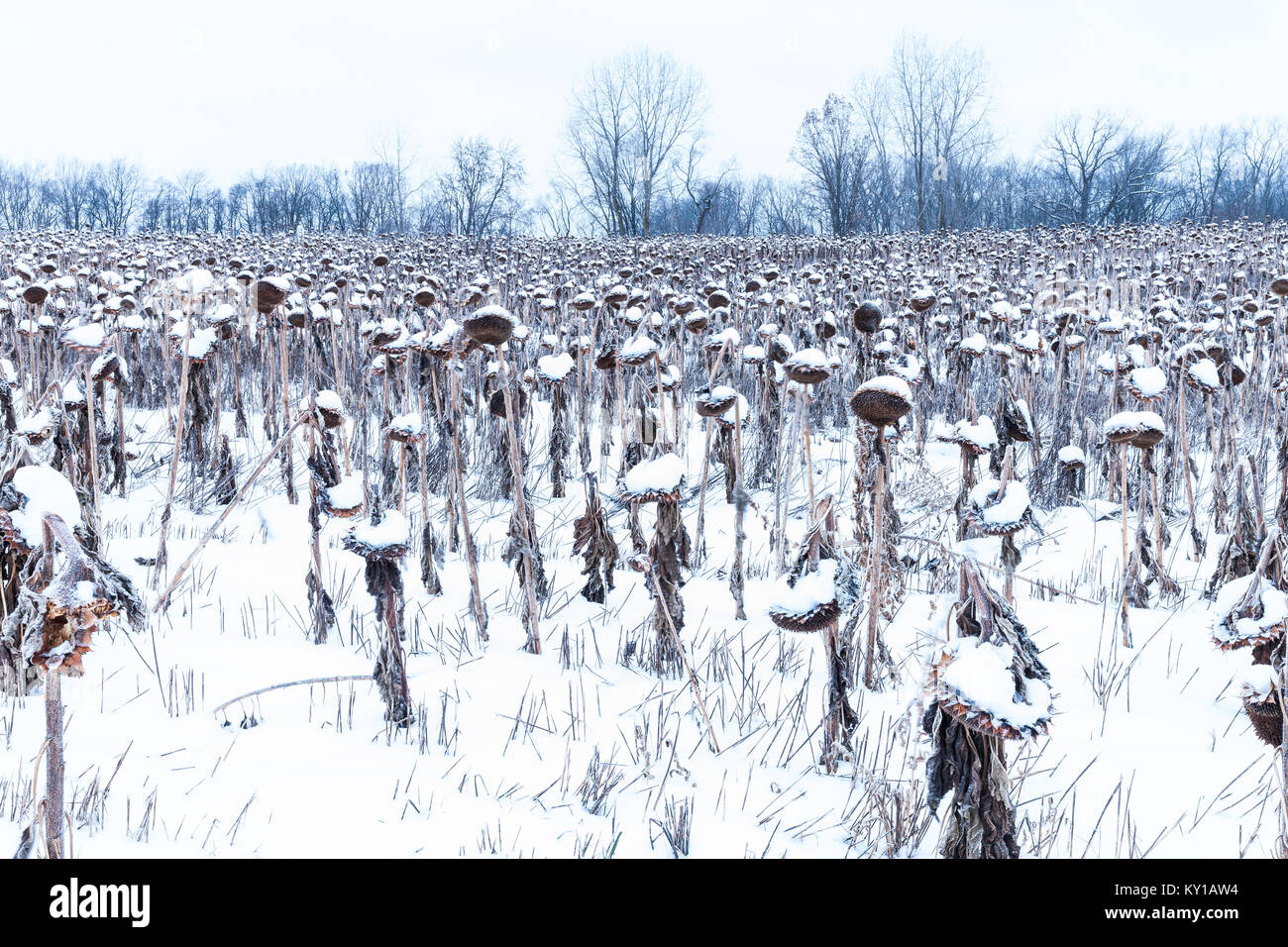 Tournesols d'hiver Banque D'Images