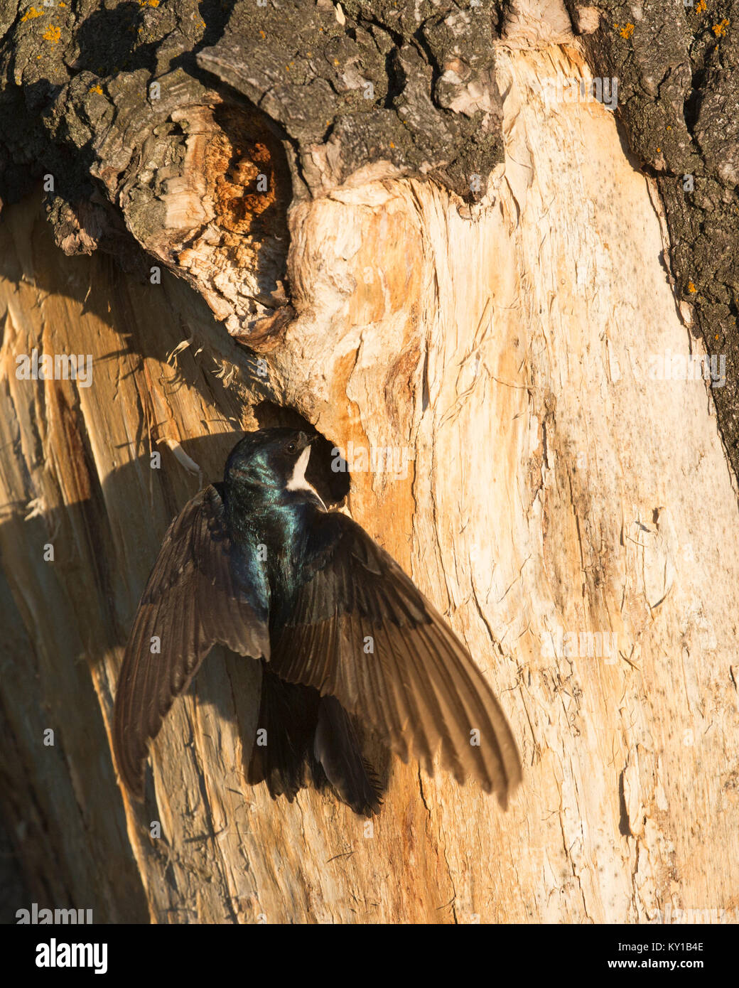 L'alespèce pénètre dans le trou de nidification de l'arbre de peuplier de Balsam pour nourrir son jeune (Tachycineta bicolor, Populus balsamifera) Banque D'Images