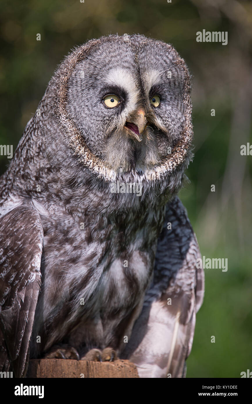 Un debout près trois quart portrait d'un grand hibou gris gris perché sur un post à légèrement à droite Banque D'Images