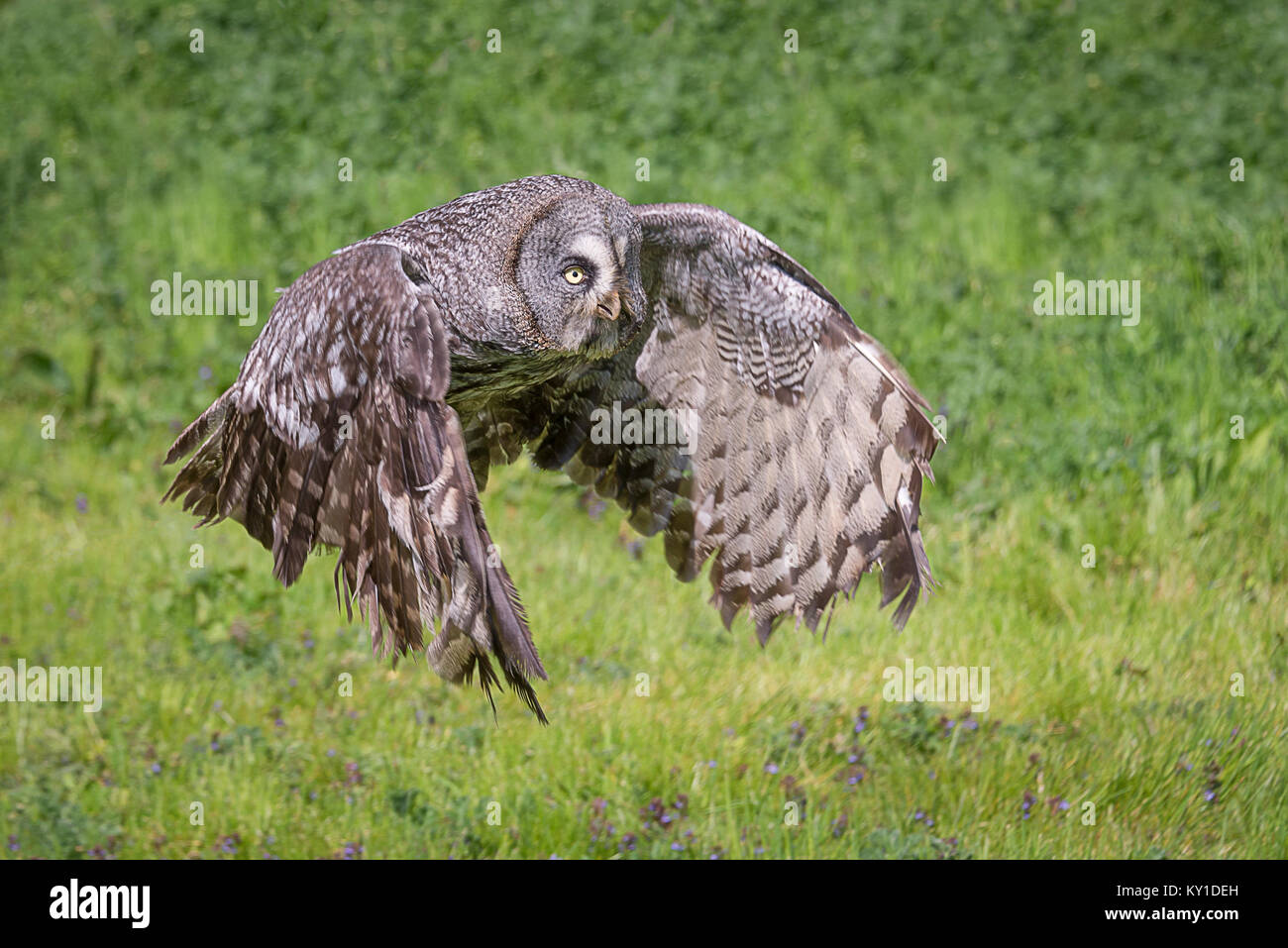 Près d'une photographie d'une Chouette lapone Strix nebulosa en vol. Battant de gauche à droite dans le châssis Banque D'Images