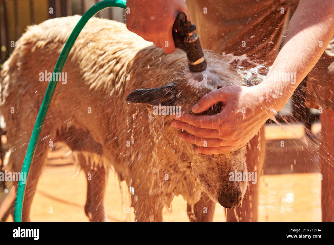 Lave-chien à partir de la puce sur les jours ensoleillés. Pulvériser de l'eau sur la tête de chien Banque D'Images