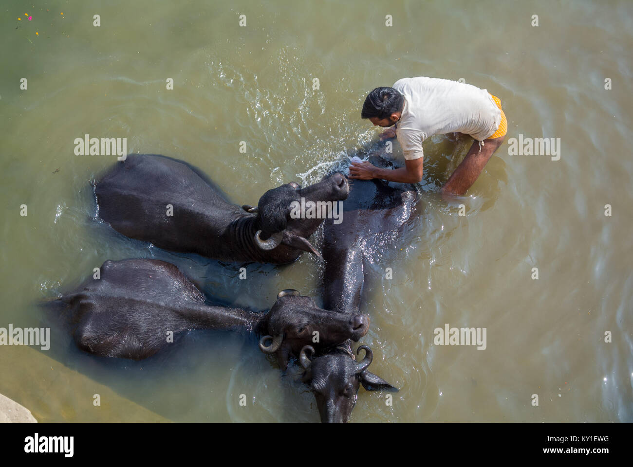 Varanasi, Uttar Pradesh, Inde, un homme indien lavant des vaches noires sur le fleuve Ganges Banque D'Images