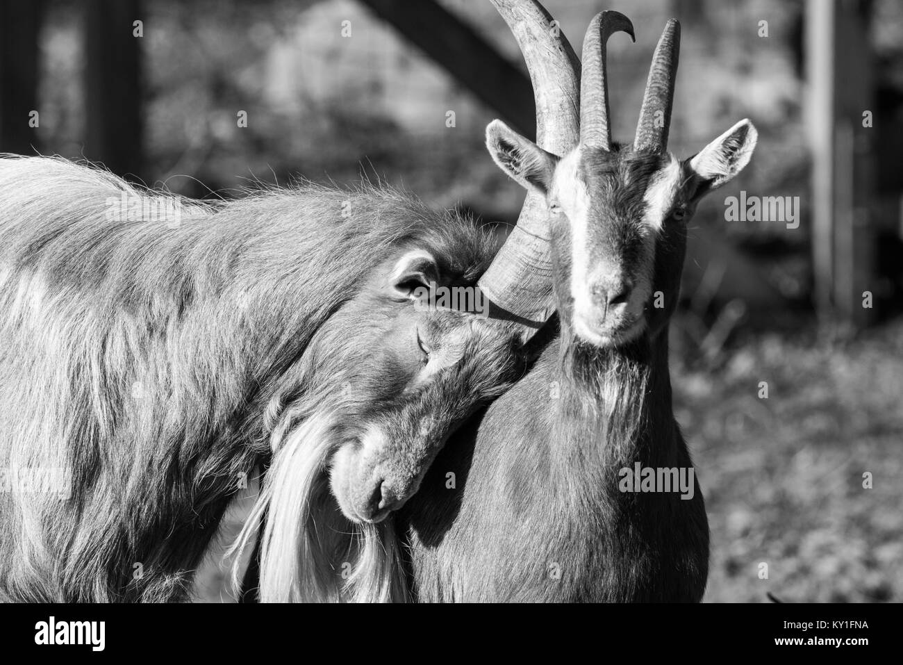 Extérieur monochrome faune animal portrait de couple de doux confortable belle chèvres, l'une s'appuyant sur l'autre, joint ensemble figuratif symbolique paire Banque D'Images