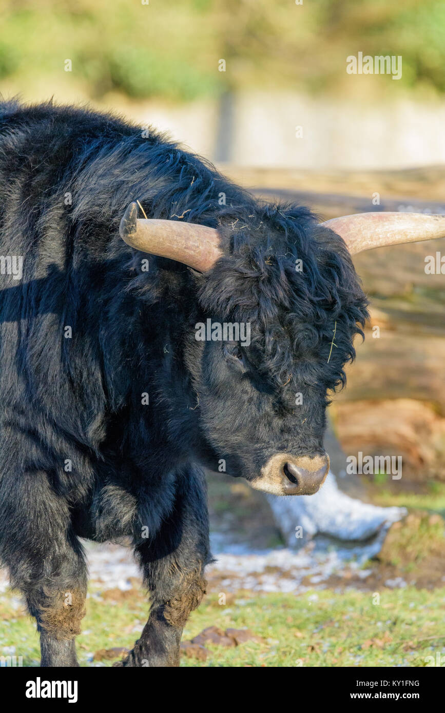 Tête d'animal naturel extérieur couleur portrait tiré d'un seul noir isolé sur une journée ensoleillée d'aurochs Banque D'Images