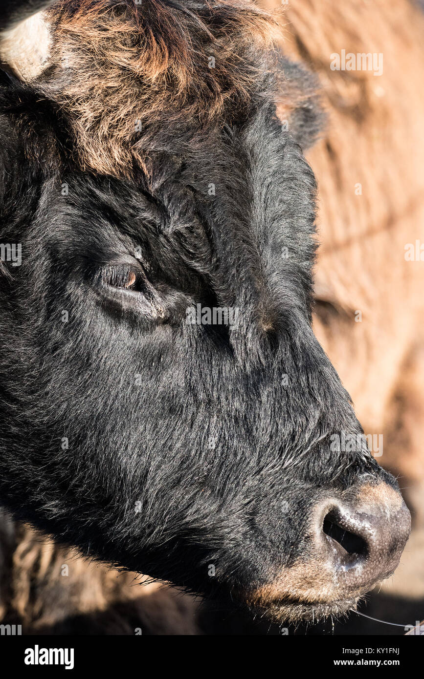 Plein air natural couleur tête animale shot portrait d'un aurochs, un jour ensoleillé Banque D'Images