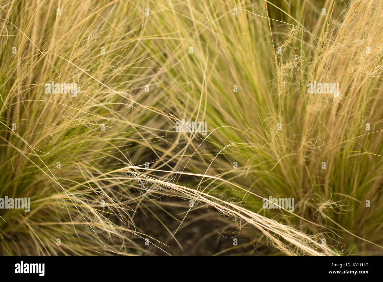 Fond d'herbe ornementale. Banque D'Images