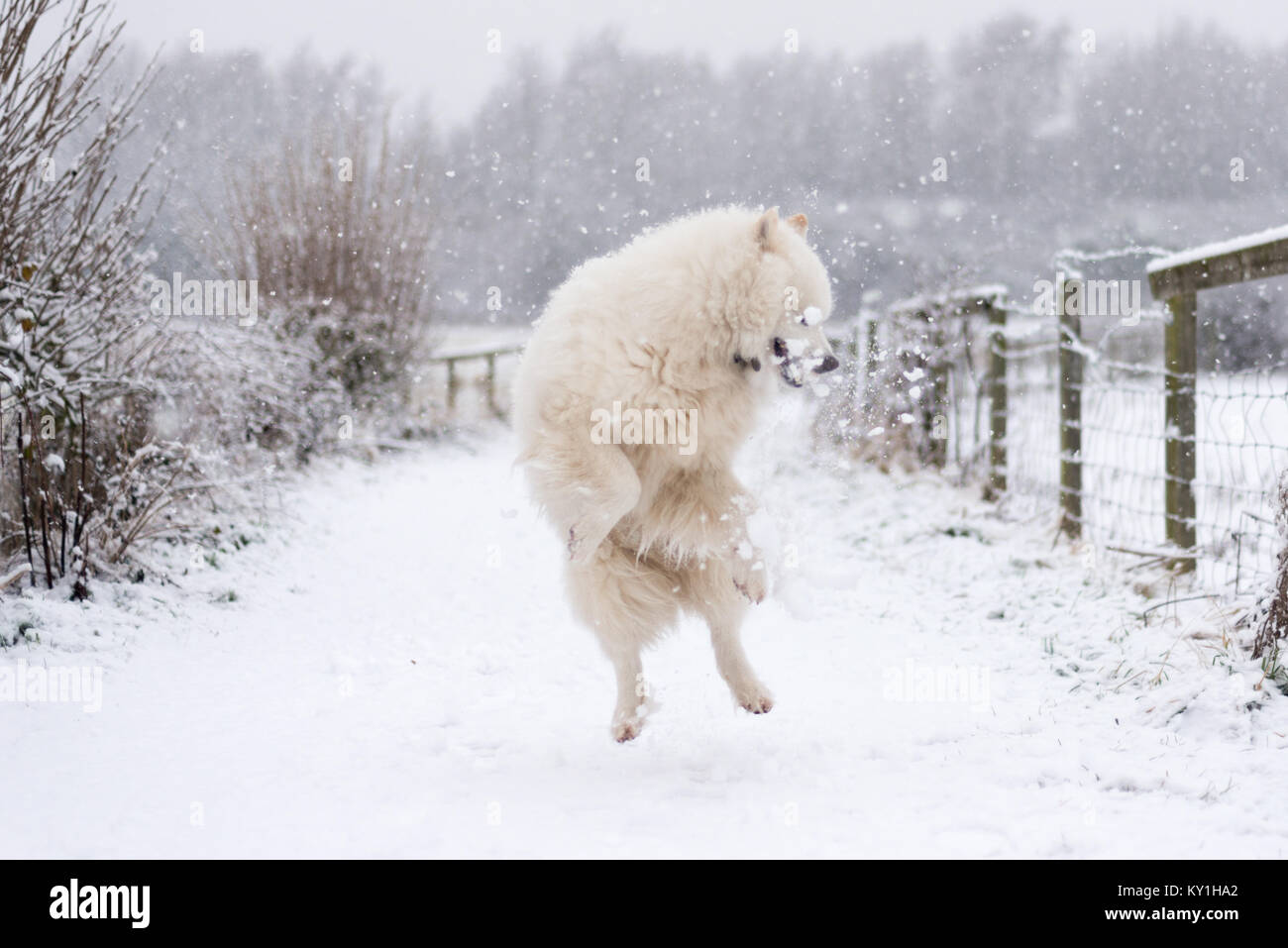Samoyède chien dans la neige Banque D'Images