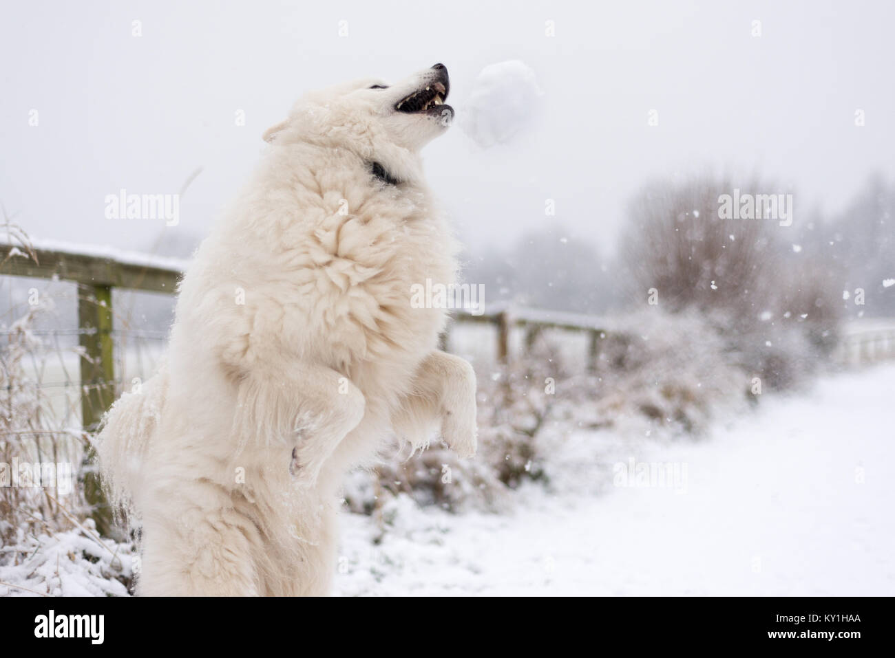 Samoyède chien dans la neige Banque D'Images