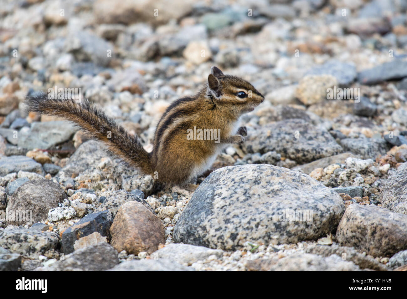 Un mignon petit suisse sur les rochers dans les Montagnes Rocheuses Banque D'Images