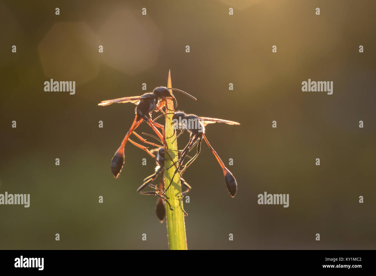 Collecte d'insectes sur le haut d'une herbe. Banque D'Images