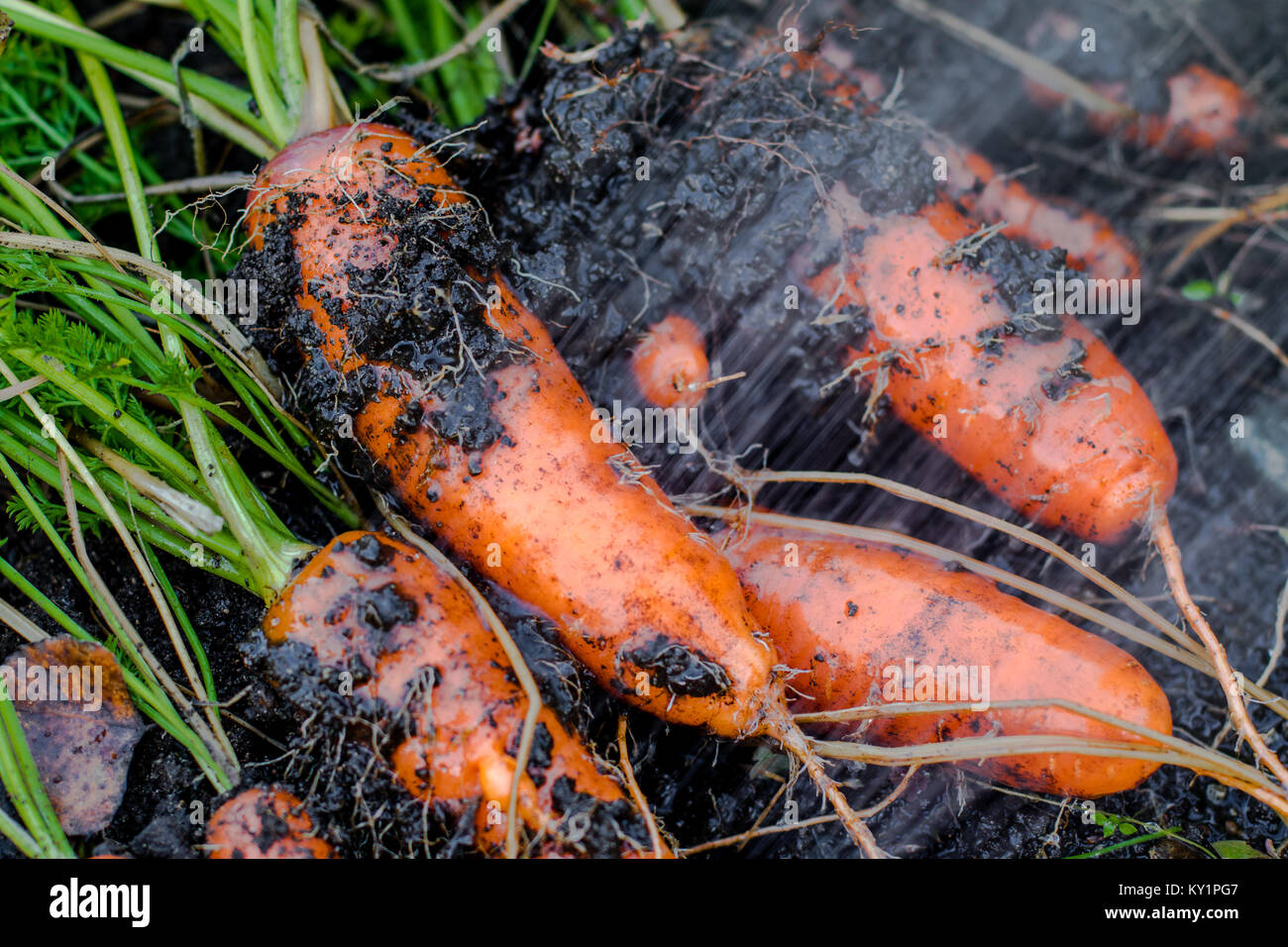 Carottes biologiques frais droit hors de la terre. Lave la saleté, le jardinage biologique à son meilleur. Banque D'Images