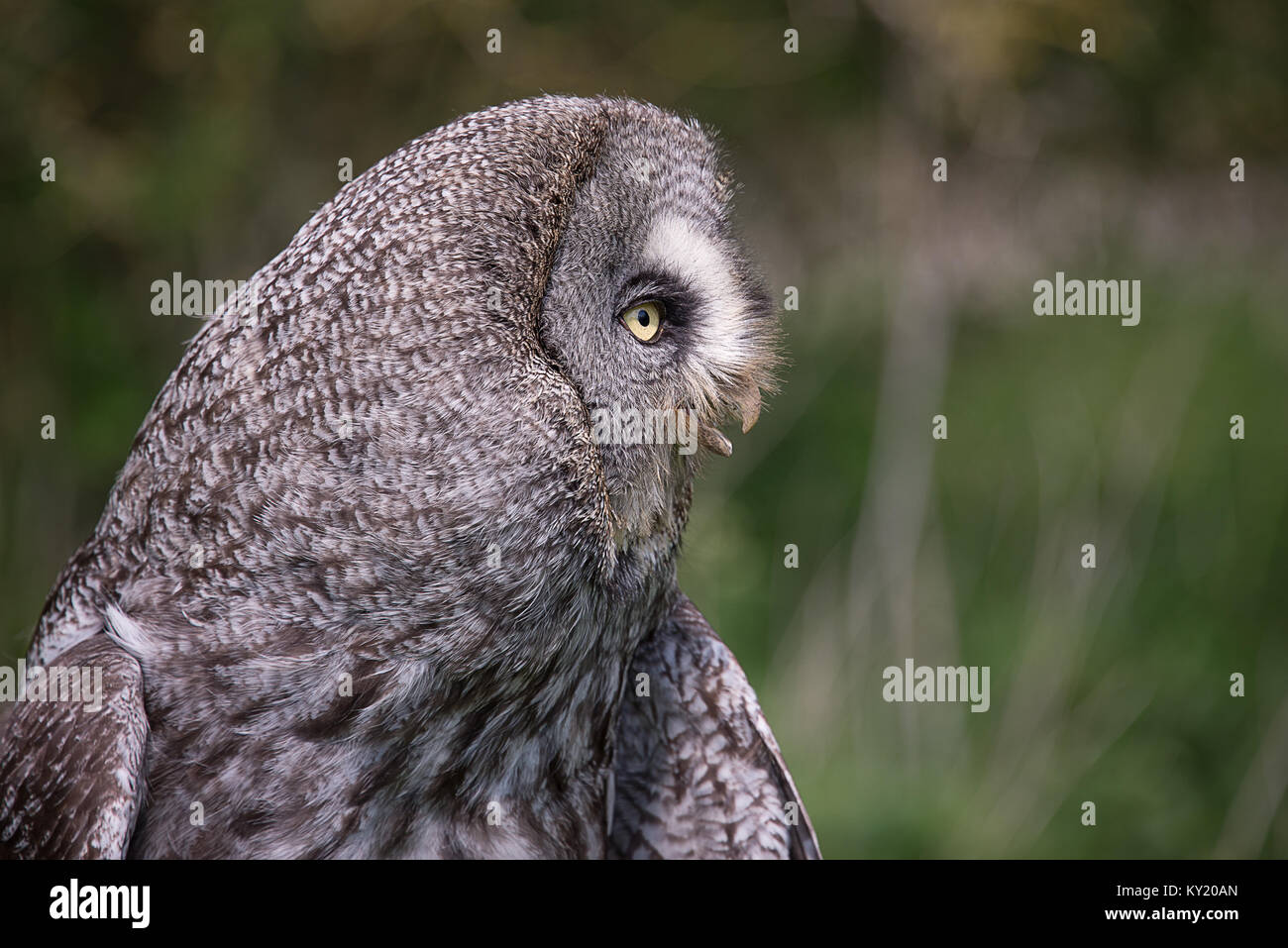 Un profil très proche portrait d'un grand hibou gris gris tourné vers la droite avec son bec ouvert Banque D'Images