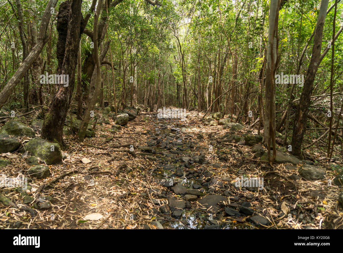 Wanderweg im a Riviere-noire-Gorges-Nationalpark, Maurice, Afrika | Sentier de randonnée pédestre du parc national des Gorges de la rivière Noire, Ile Maurice, Afrique du Sud Banque D'Images