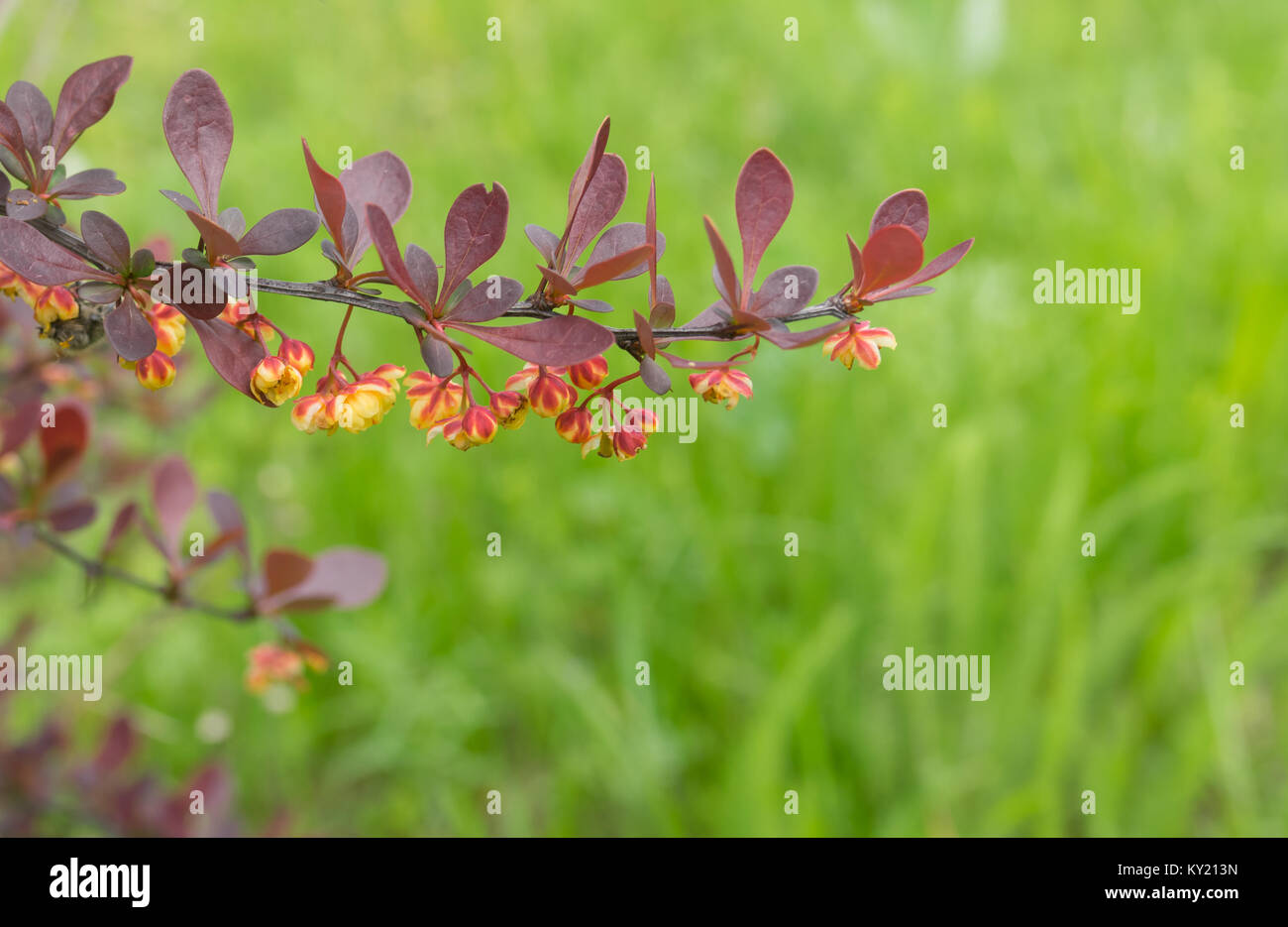 Branche de l'arbuste de l'épine-vinette avec beaucoup de fleurs au début du printemps (shallow dof) jardin Banque D'Images