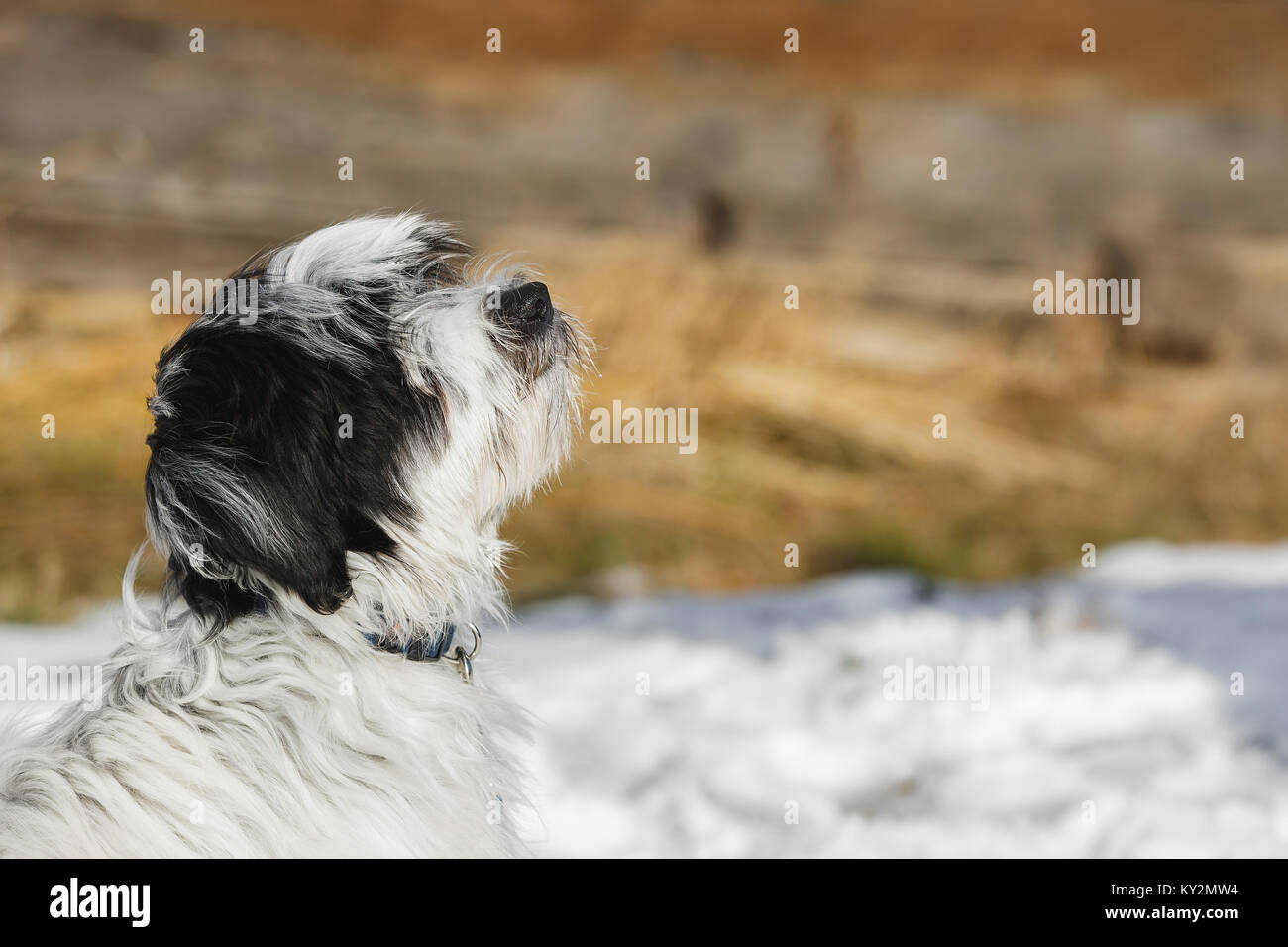 Chiot Terrier Tibétain Assis Sur La Neige Et à La Recherche