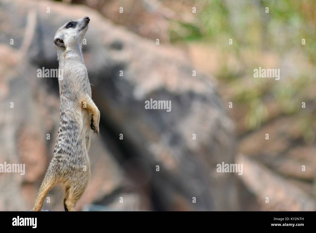 Meerkat Zoo de l'Australie, Queensland, Australie, Beerwah Banque D'Images