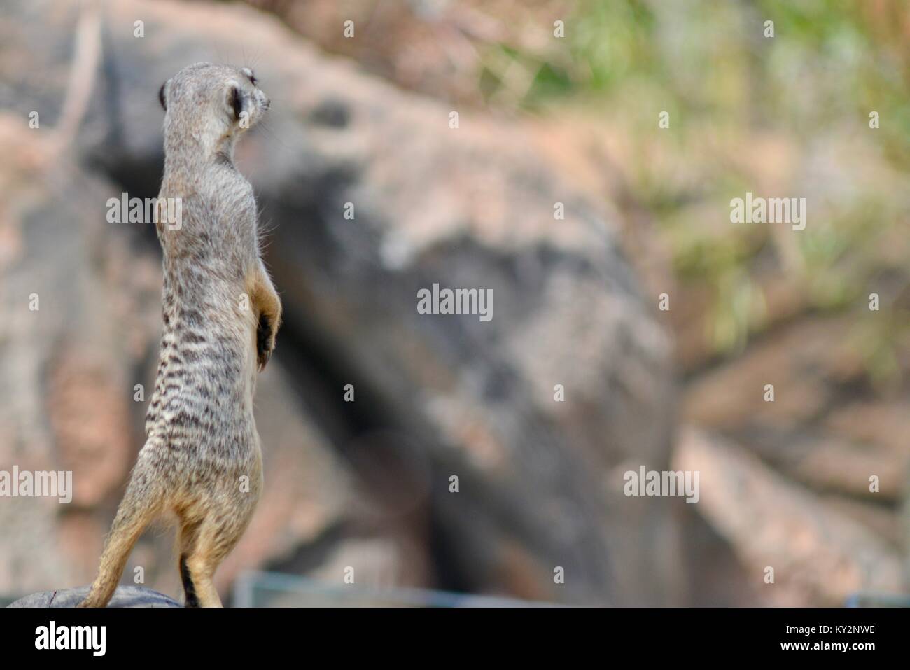 Meerkat Zoo de l'Australie, Queensland, Australie, Beerwah Banque D'Images