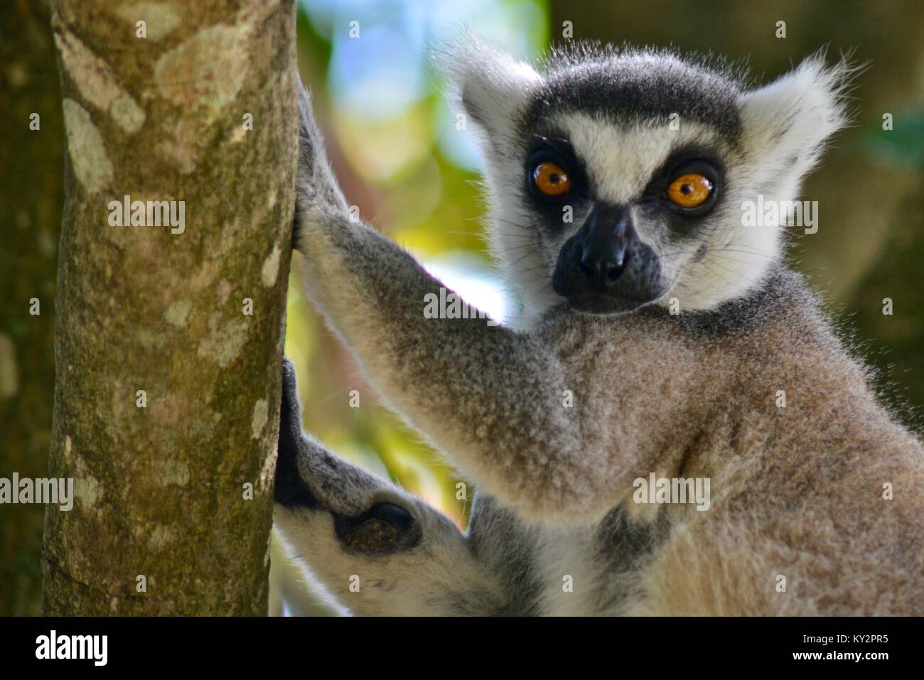 Untitled Document, Lemur catta, dans un arbre, Zoo de l'Australie, Queensland, Australie Beerwah Banque D'Images