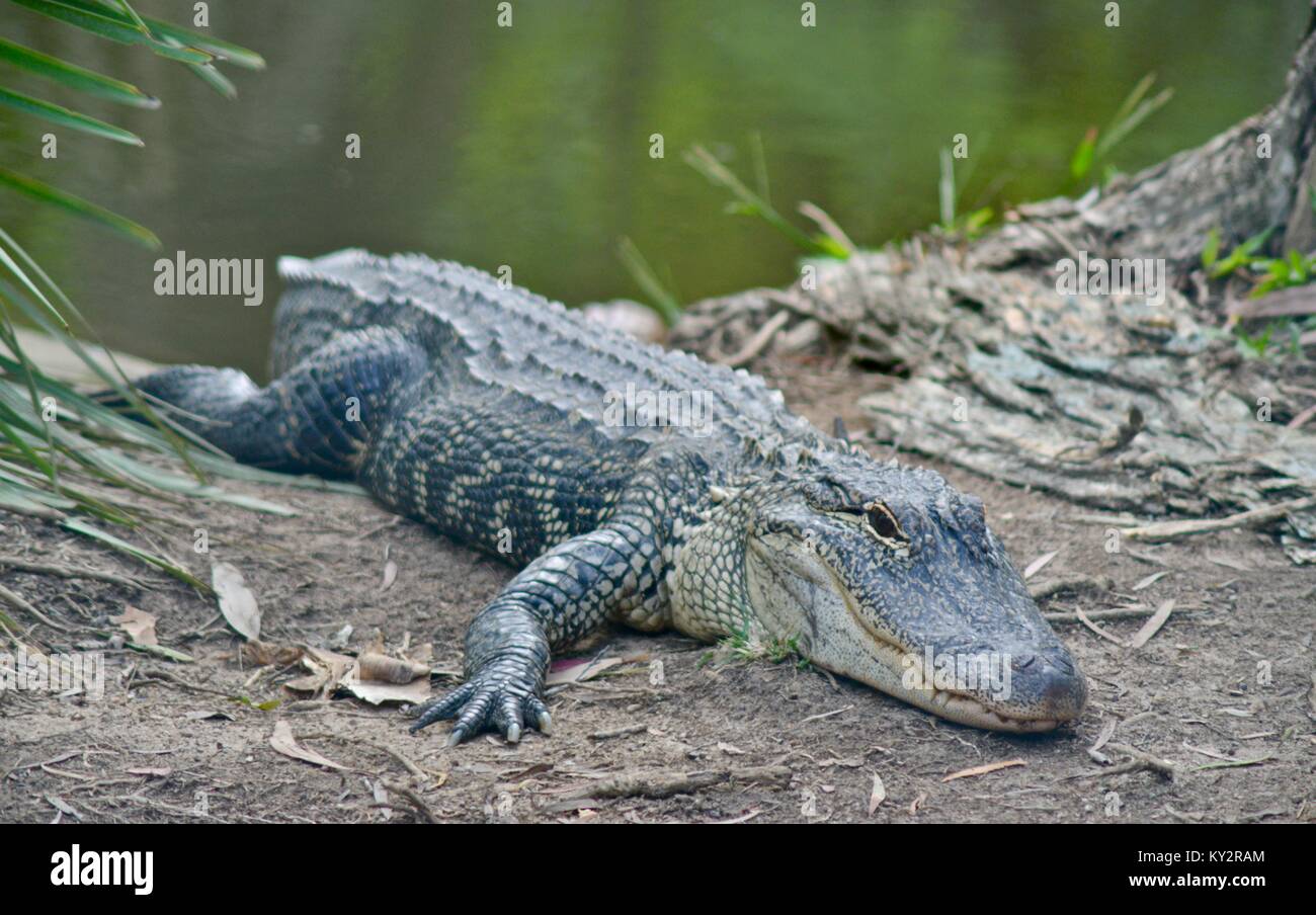 Alligator Alligator mississippiensis, Australie, Zoo, Beerwah, Queensland, Australie Banque D'Images