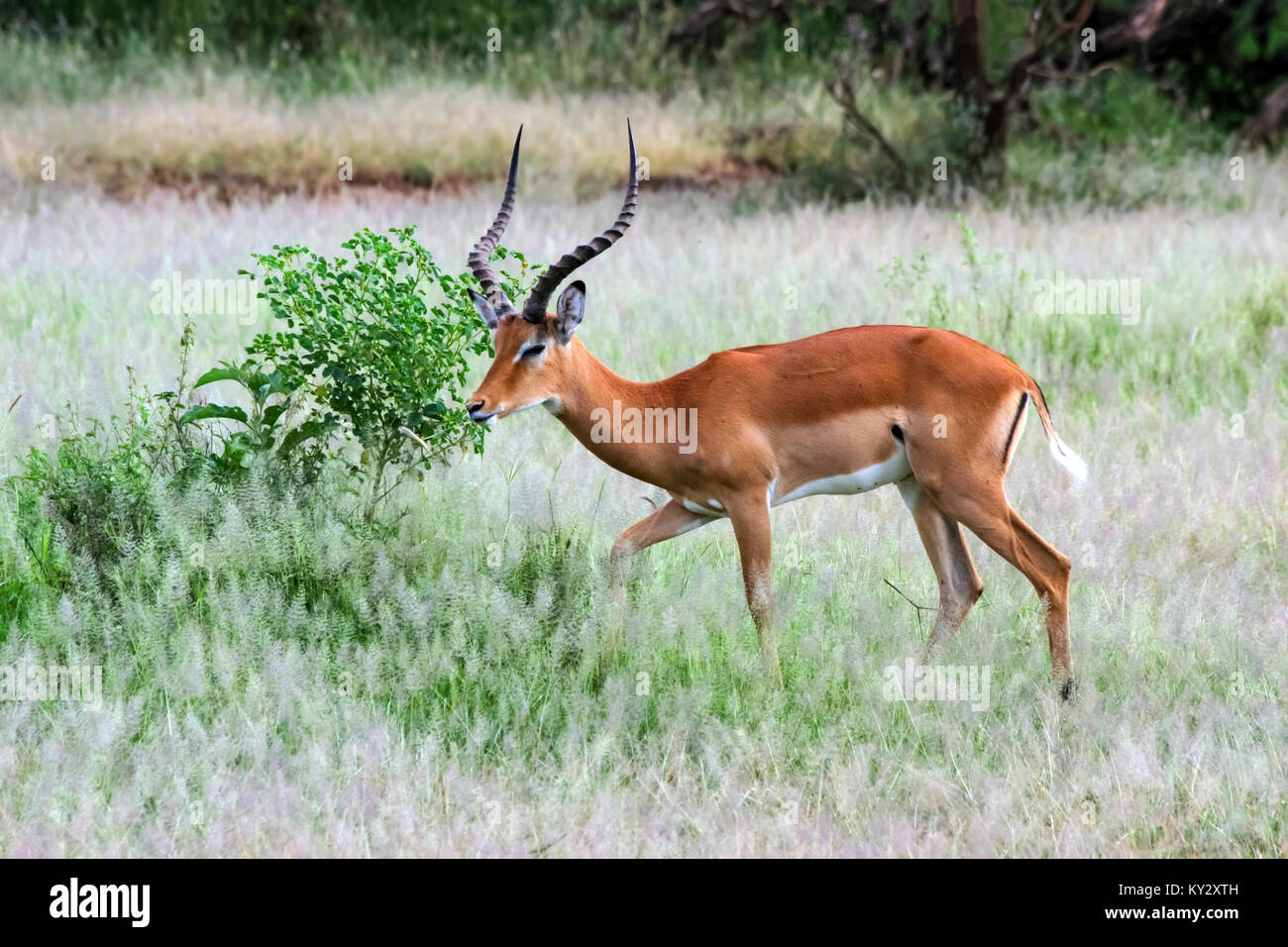 Vue latérale d'un mâle Impala (Aepyceros melampus). Photographié en Afrique, Tanzanie, Lake Manyara National Park, Banque D'Images