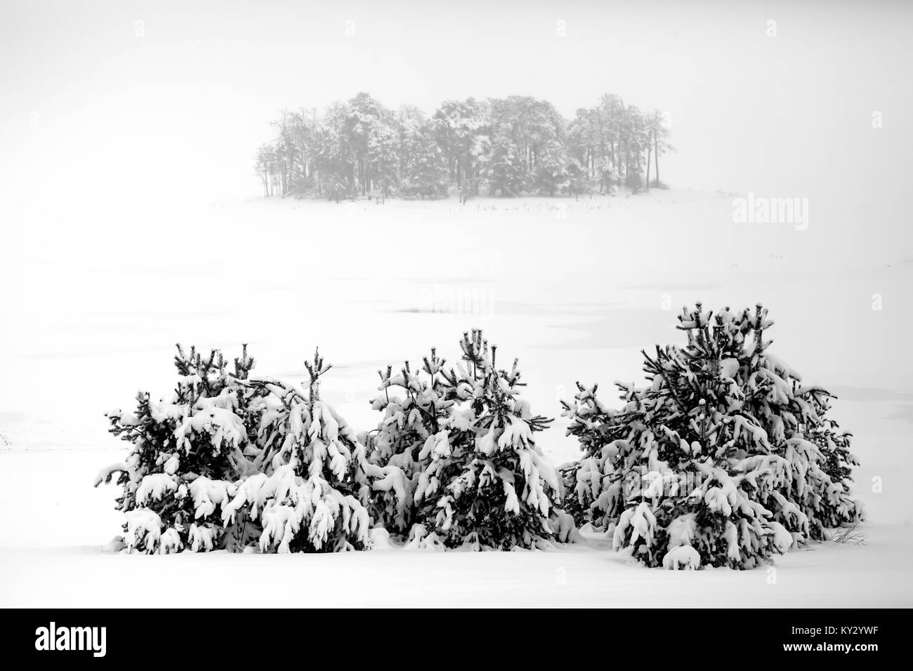 L'hiver dans les montagnes : les arbres isolés sur fond blanc dans un jour brumeux Banque D'Images