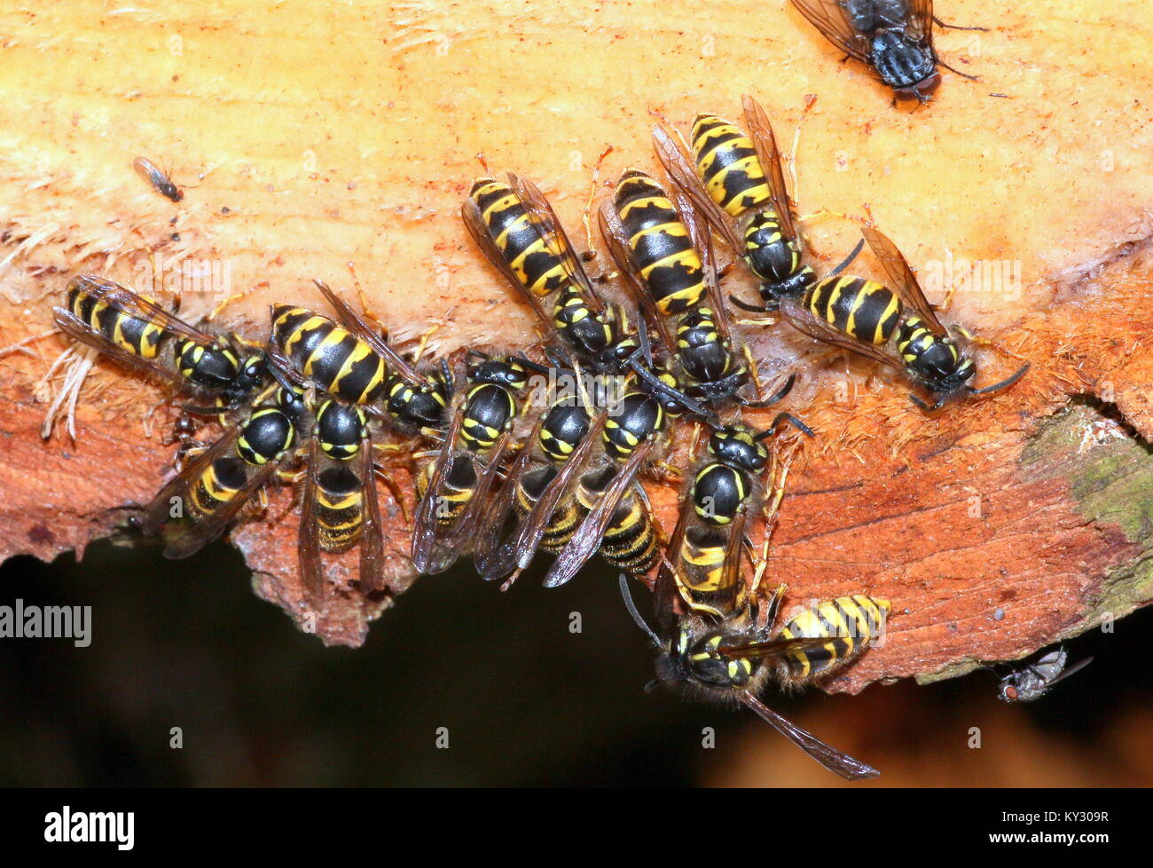 Groupe de politique européenne de guêpes (Vespula Vulgaris) se nourrissant de résine sur le pin. Banque D'Images