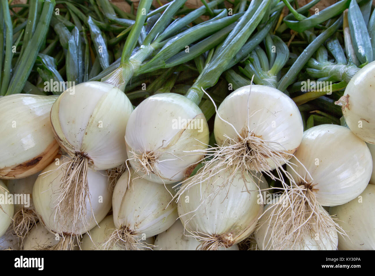 Ailsa Craig 'oignons récoltés Allium cepa". Banque D'Images