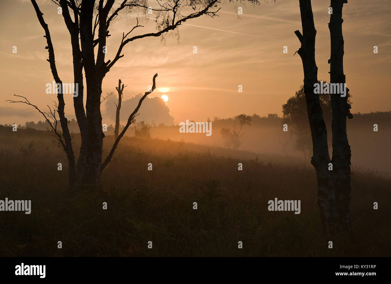 Burning Sun à travers le brouillard tôt le matin jusqu'à la fin de l'été début de l'automne sur Cannock Chase Zone de Beauté Naturelle Exceptionnelle Staffordshire Banque D'Images