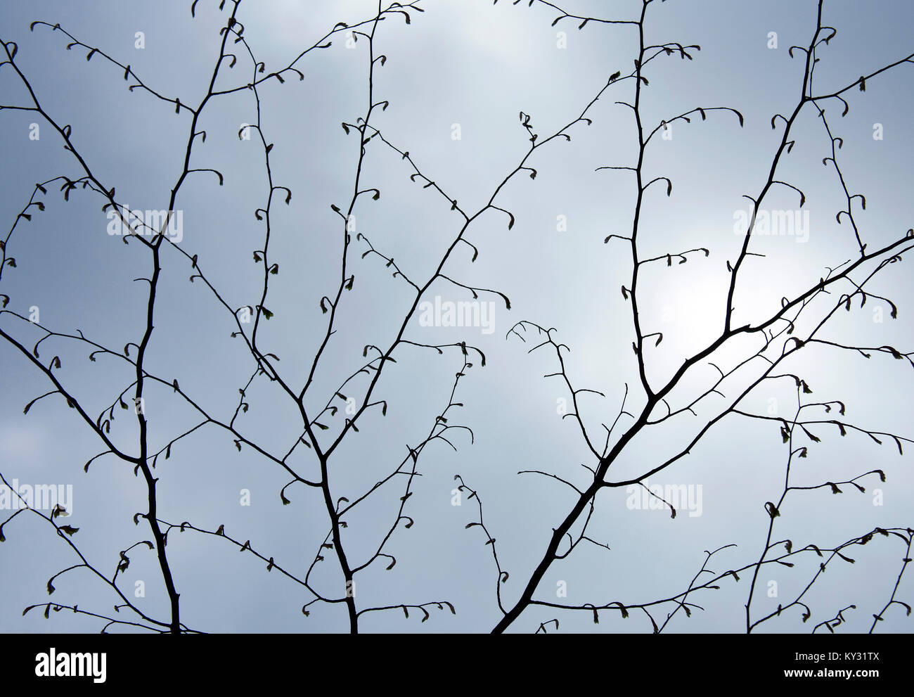 Beech tree au printemps de l'affichage, de la tige et les bourgeons en direction d'un affichage graphique contre un ciel bleu pâle, montrant la beauté dans la nature avec les modes de sélection, Banque D'Images