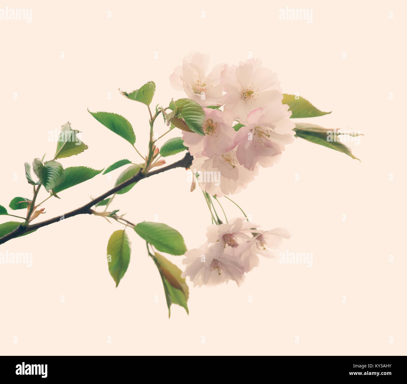 Soft focus ou fleur de cerisier Sakura fleur sur fond nature Banque D'Images