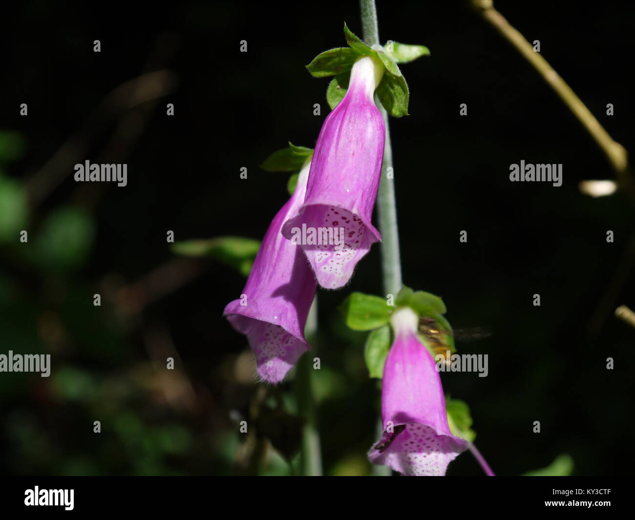 Floraison pourpre foxglove Banque D'Images