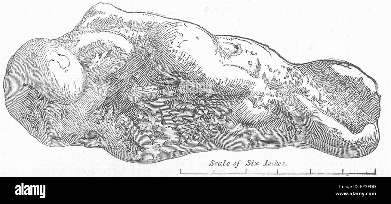 L'Australie pépite d poids 27 lb 6 oz 1852. Illustrated London News Banque D'Images