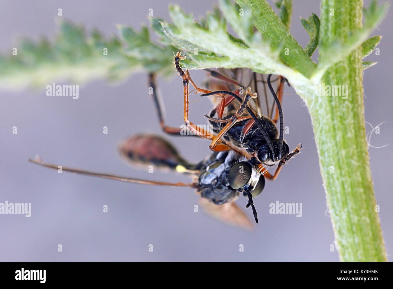 Dioctria hyalipennis Robber fly, et une guêpe comme une proie Banque D'Images