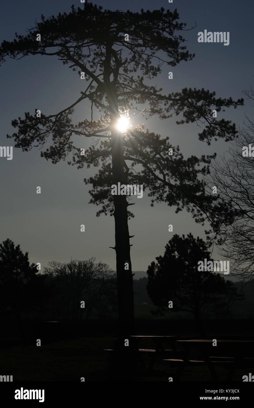 La silhouette de l'arbre de pin sylvestre au coucher du soleil. Turf Hotel, Exminster, Devon, UK. Janvier, 2018. Banque D'Images