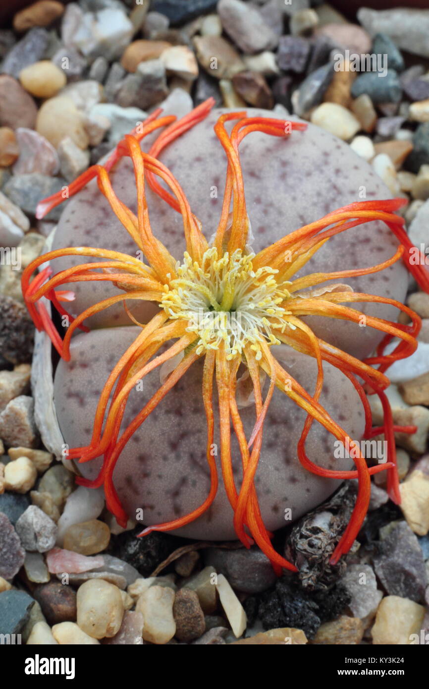 Liiving lithop pierre plante, ou dans le dernier stade de la floraison, dans un pot recouvert de gravier, England, UK, Variété : 'Lithop Pseudotruncatella Pulmonuncula'. Banque D'Images