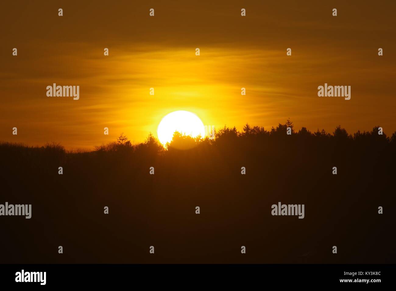 Coucher de soleil derrière la silhouette d'arbres d'une plantation de conifères. Offres et demandes de Powderham, Turf Hotel, Devon, UK. Janvier, 2018. Banque D'Images