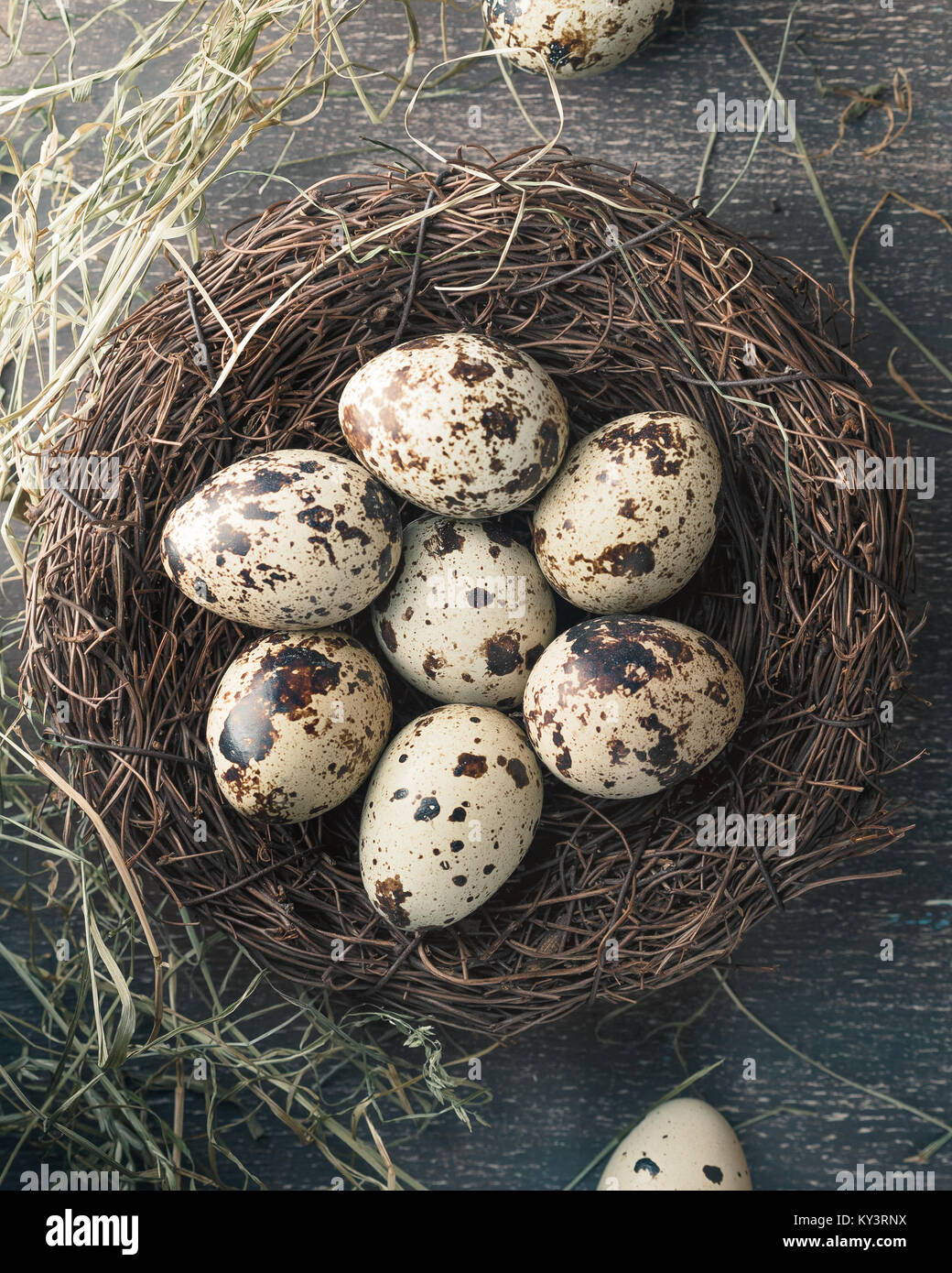 Oeufs de cailles au nid de foin sec et de plumes. Style rustique Banque D'Images