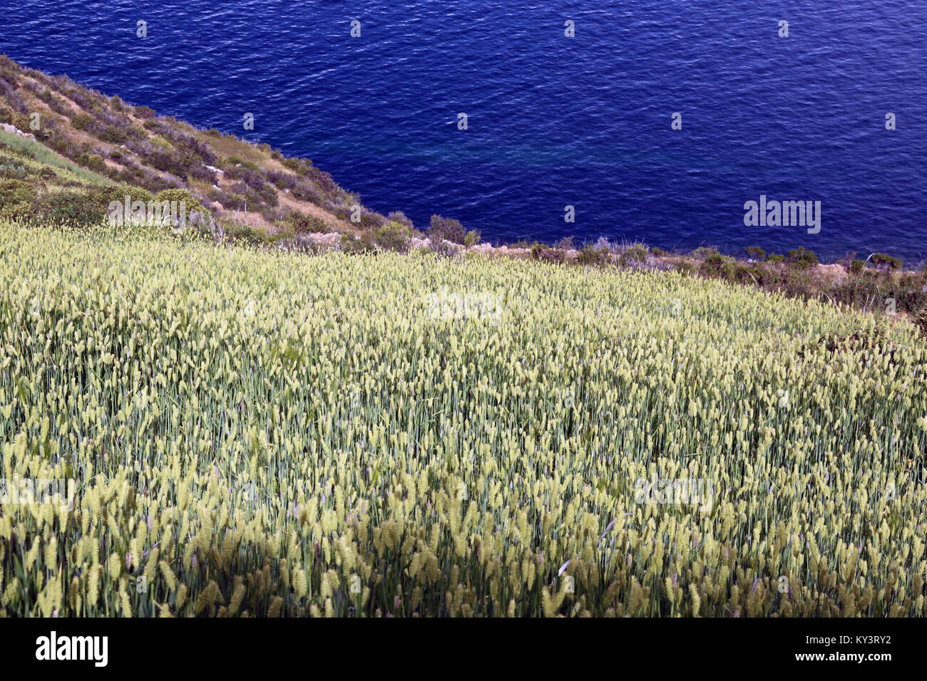 Sur la pente du blé et de l'eau du lac Titicaca, en Bolivie Banque D'Images
