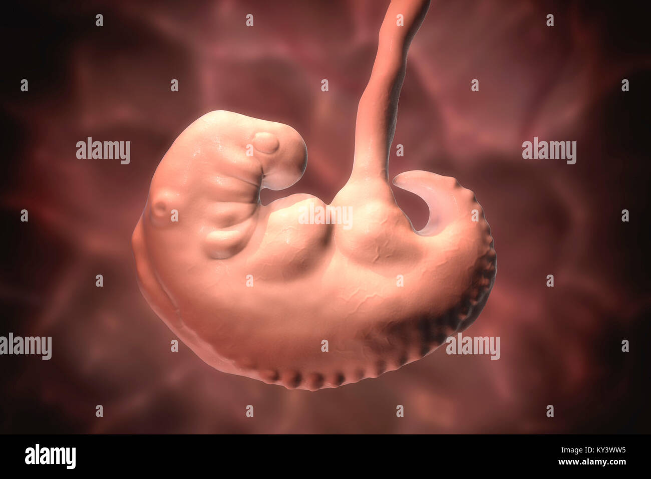 Au cours de l'embryon sur le milieu de la 4e semaine, l'illustration de l'ordinateur. Banque D'Images