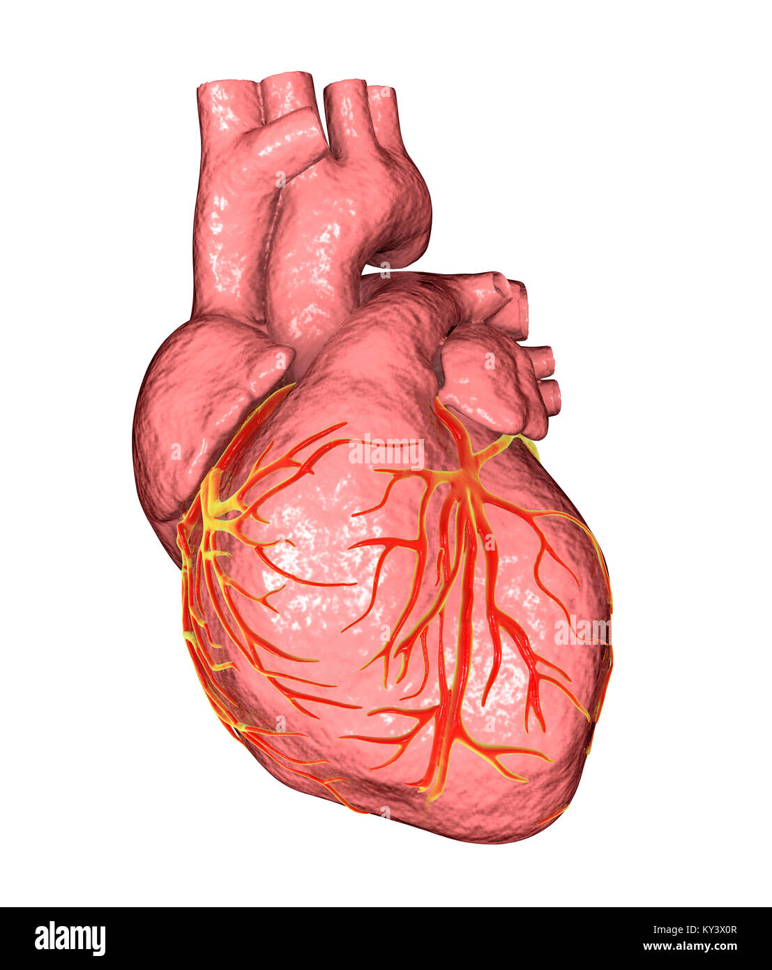 Heart,ordinateur illustration.Le coeur est un sac creux (cadre inférieur) des tissus musculaires qui pompe le sang autour du corps.Les petits vaisseaux sanguins coronaire surface fournir le muscle cardiaque en sang.Quatre grands vaisseaux sanguins (cadre supérieur) ramènent le sang de et du coeur.Depuis le coin supérieur gauche vers le centre droit ils sont : la veine cave (le retour veineux du sang désoxygéné du corps) ; l'aorte (artère par laquelle le sang oxygéné est pompée à l'organisme) ; l'artère pulmonaire (par lequel le sang désoxygéné est pompé dans les poumons) Banque D'Images