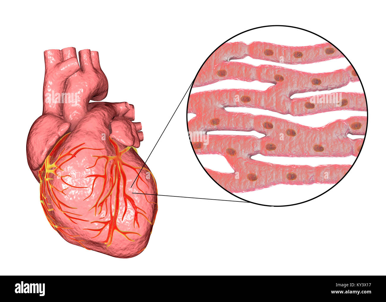 Heart,ordinateur illustration.Le coeur est un sac creux (cadre inférieur) des tissus musculaires qui pompe le sang autour du corps.Les petits vaisseaux sanguins coronaire surface fournir le muscle cardiaque en sang.Quatre grands vaisseaux sanguins (cadre supérieur) ramènent le sang de et du coeur.Depuis le coin supérieur gauche vers le centre droit ils sont : la veine cave (le retour veineux du sang désoxygéné du corps) ; l'aorte (artère par laquelle le sang oxygéné est pompée à l'organisme) ; l'artère pulmonaire (par lequel le sang désoxygéné est pompé dans les poumons) Banque D'Images