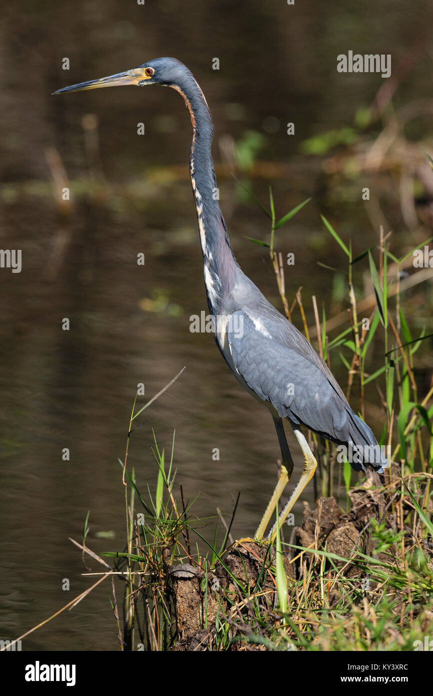 Trocolored Heron dans les marais de l'Everglades de Floride Banque D'Images