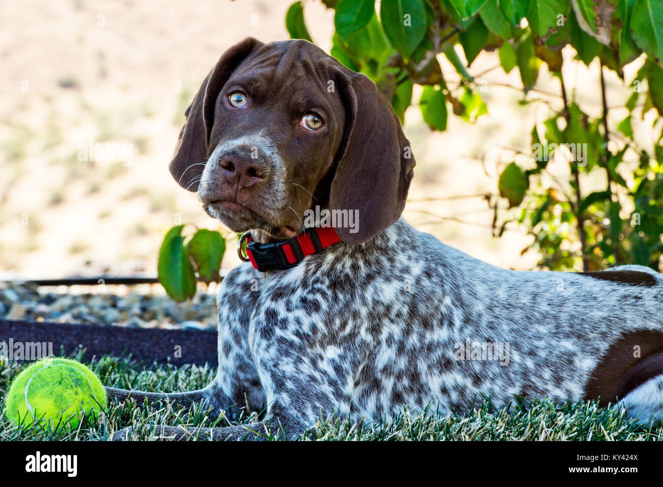 Braque Francais chiot sur 2 mois Banque D'Images