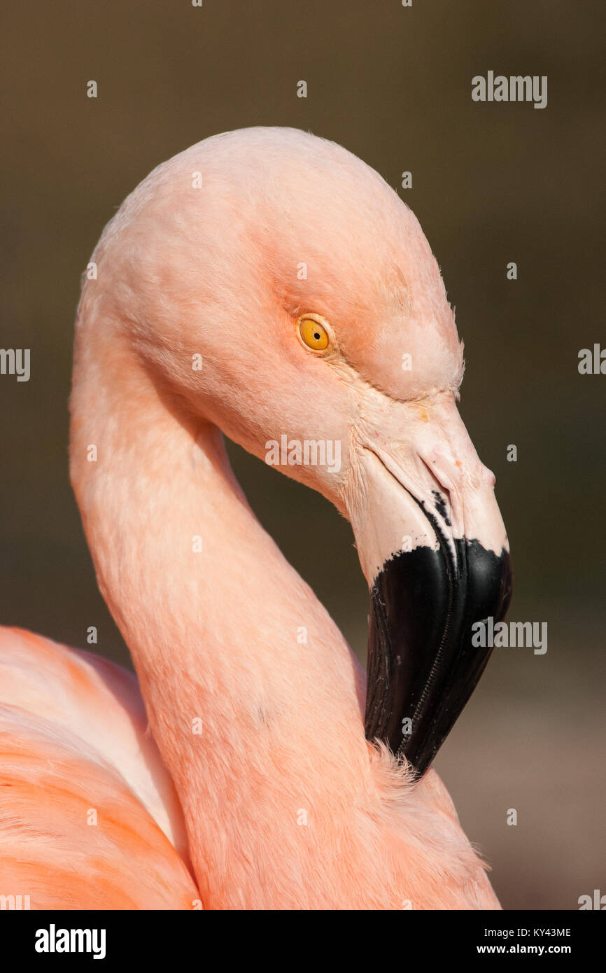 Détail de flamingo cubain dans le lac Banque D'Images