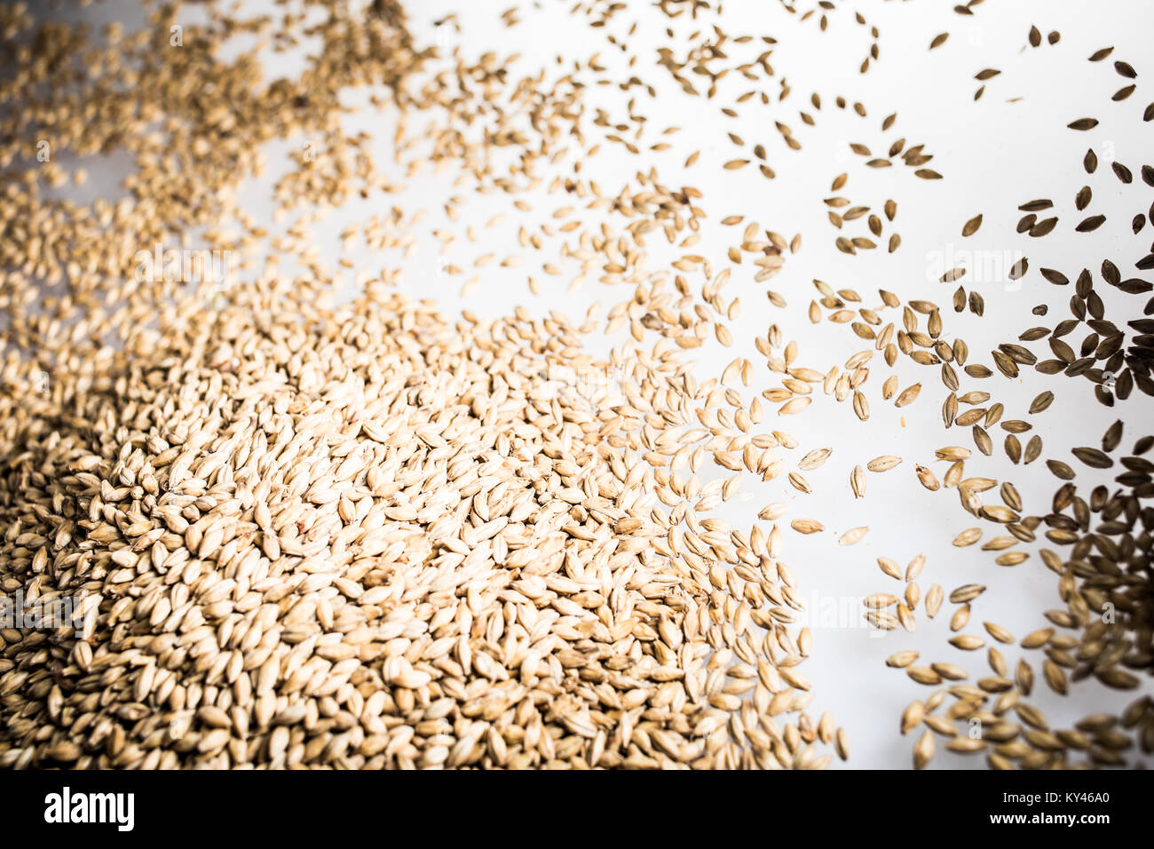 La Bière de malt Pilsner sur un tas de grains Table réfléchissant blanc en Studio Banque D'Images