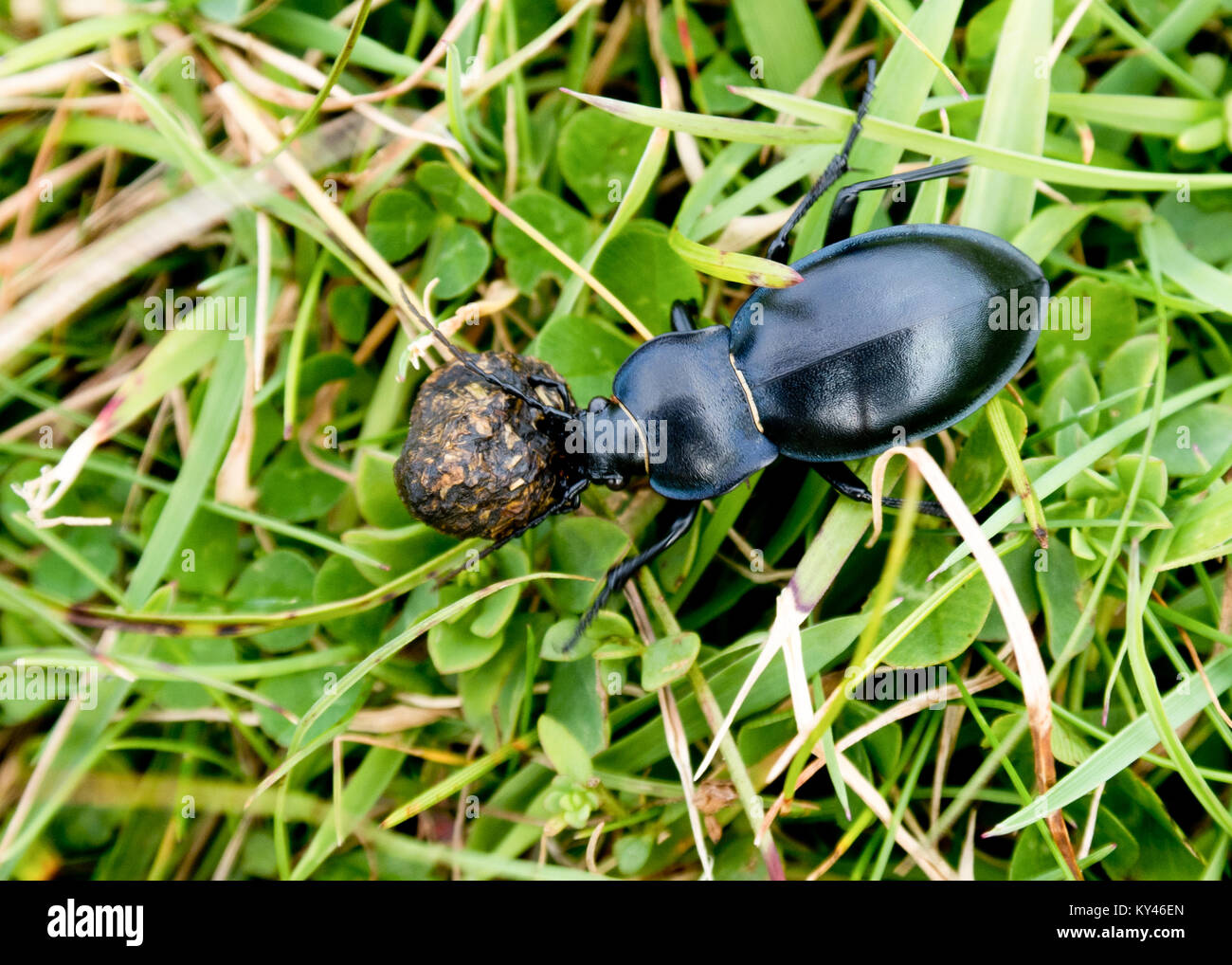 Beetle faire un énorme effort pour faire un lapin à la baisse. Elle m'a fait penser que, parfois, vous avez juste à effectuer crap avec vous pendant un moment Banque D'Images
