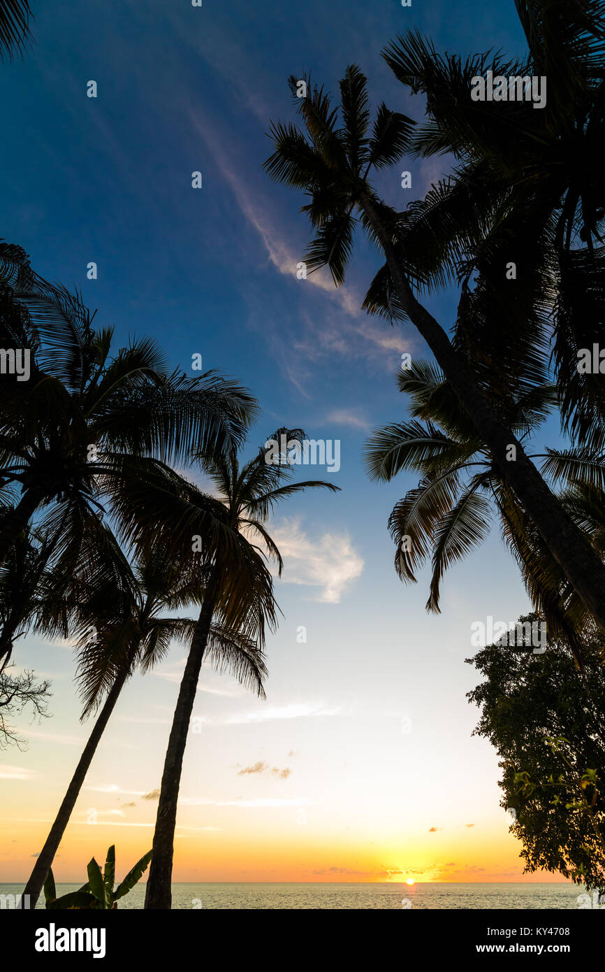 Vue de palmiers exotiques à croissance en mer des Caraïbes dans le coucher du soleil s'allume. Banque D'Images